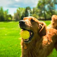 Hunter - Toy Flingerz Ball - (401673969517) - thumbnail