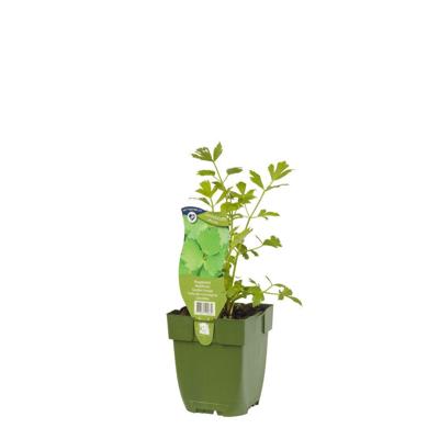 Maggiplant Levisticum officinale Griffioen - Griffioen