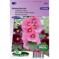 Alcea Ficifolia stokroos zaden Antwerp Stars - thumbnail