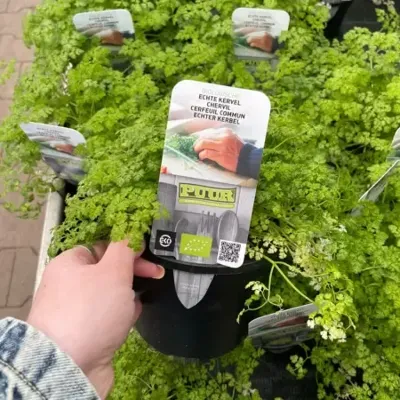 Puur biologische echte kervel