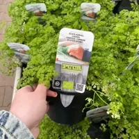 Puur biologische echte kervel - thumbnail