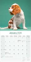 Cavalier King Charles Spaniel Kalender 2026 - thumbnail