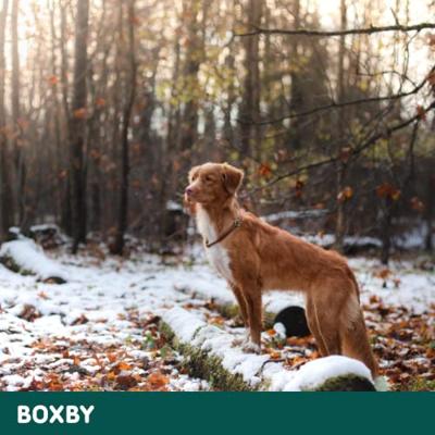 Boxby Cold Pressed Turkey (kalkoen) hondensnack 6 x 100 g - thumbnail
