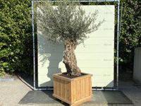 Olijfboom - Bonsai in bak - thumbnail