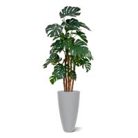 Monstera deluxe x5 kunstplant - 180cm - thumbnail