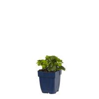 Waldsteinia ternata vaste plant Griffioen - Griffioen - thumbnail