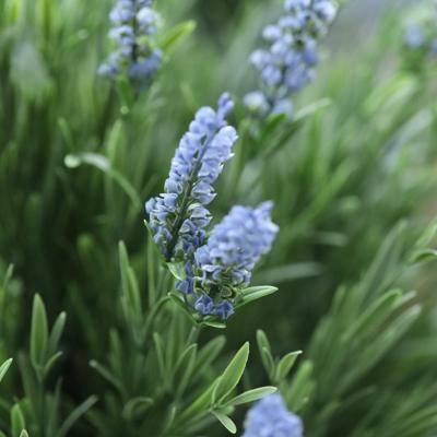 Kunstplant Lavendel Bol UV Blauw 60cm in pot