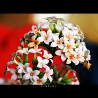 Marumi macro +3 filter dhg 55 mm - thumbnail