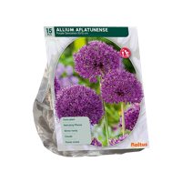 Sierlook - thumbnail