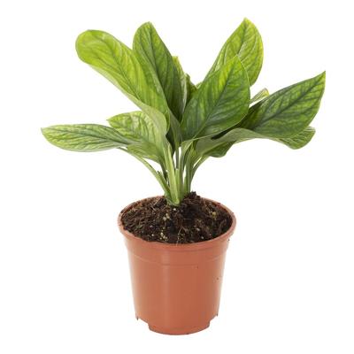 Monstera Pinnatipartita - P 17 cm