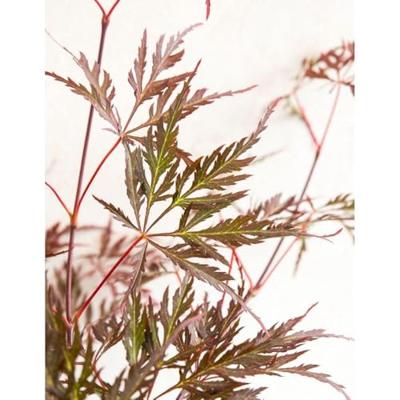 Japanse esdoorn (Acer palmatum "Garnet") heester - 50-60 cm - 1 stuks - thumbnail