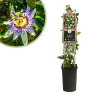 Passiflora Caerulea - Blauwe Passiebloem - P15 - thumbnail