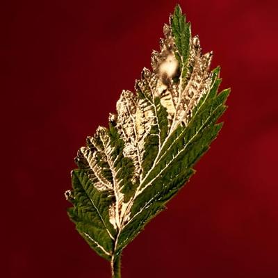 Hugo Boss Alive Absolu Parfum Intense 50ml