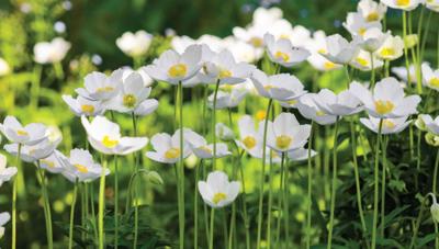 Anemonen veld 130x70cm Tuinschilderij Customize-it - Customize it Anemonen veld 130x70cm Tuinschilderij Customize-it - Customize it