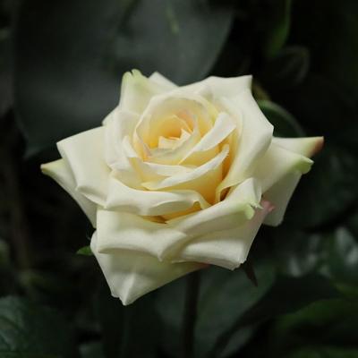 Kunst Rozentak Classic 46cm creme