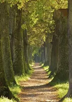 Alexsar Art Tuinschilderij bomen laan 70x50cm - thumbnail