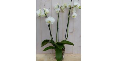 Vlinderorchidee phalaenopsis wit 3 takken kamerplant Warentuin Natuurlijk - Warentuin natuurlijk Vlinderorchidee phalaenopsis wit 3 takken kamerplant Warentuin Natuurlijk - Warentuin natuurlijk