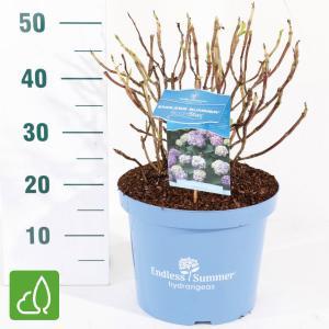 Hydrangea Macrophylla "Endless Summer Bloomstar Blue"® boerenhortensia - 50-70 cm - 1 stuks Hydrangea Macrophylla "Endless Summer Bloomstar Blue"® boerenhortensia - 50-70 cm - 1 stuks