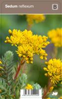 Vips Sedum reflexum - Tripmadam - thumbnail