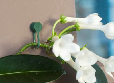 Nature plantenklemmen groen