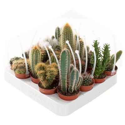 Mini cactus mix met picker (20-pack) - P 6 cm Mini cactus mix met picker (20-pack) - P 6 cm
