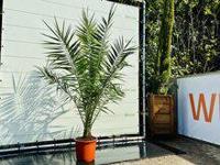 Palmboom - Phoenix Canariensis - thumbnail