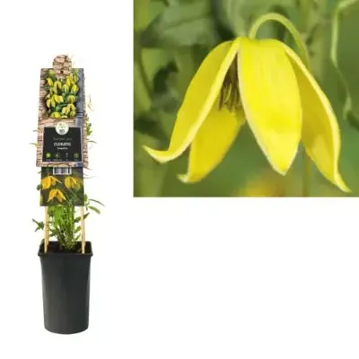 Klimplant Clematis tangutica - Gele Bosrank