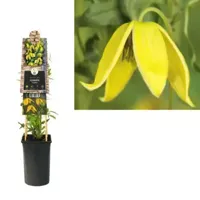 Klimplant Clematis tangutica - Gele Bosrank - thumbnail