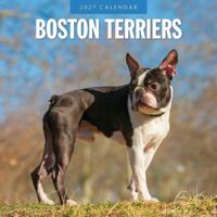 Boston Terrier Kalender 2027 - thumbnail