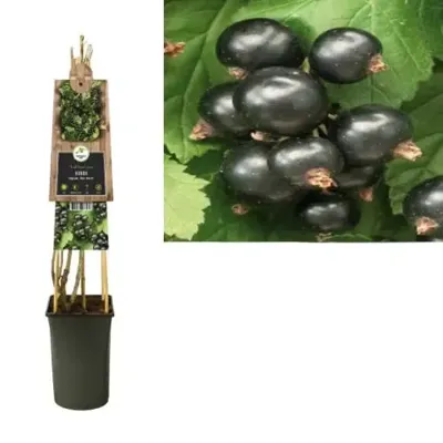 Klimplant Ribes nigrum Ben Nevis - Sierbes