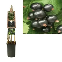 Klimplant Ribes nigrum Ben Nevis - Sierbes - thumbnail