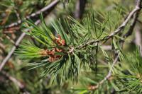 Griekse den - thumbnail