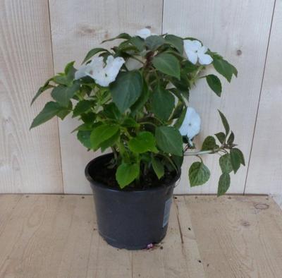 3 stuks! Vlijtig liesje enkelbloemig wit zomerbloeier Impatiens Walleriana Warentuin Natuurlijk - Warentuin natuurlijk