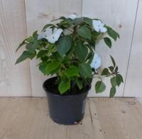 3 stuks! Vlijtig liesje enkelbloemig wit zomerbloeier Impatiens Walleriana Warentuin Natuurlijk - Warentuin natuurlijk - thumbnail