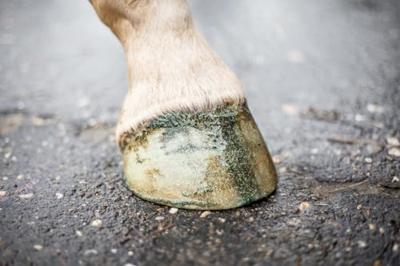 Excellent Horse Hi Gloss Glitter Hoof Polish Green 150 ml