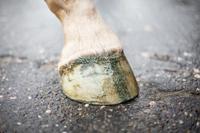 Excellent Horse Hi Gloss Glitter Hoof Polish Green 150 ml - thumbnail