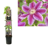 Klimplant Clematis Dr. Ruppel - Roze Bosrank 120cm - thumbnail