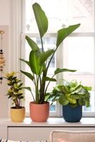 Elho Bloempot Vibes Fold Delicaat Roze Ø14cm - thumbnail