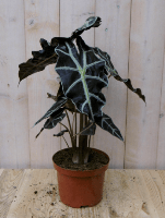 Olifantsoor polly 50 cm kamerplant Alocasia Warentuin Natuurlijk - Warentuin natuurlijk - thumbnail