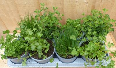 Kruidenmix bak eenjarige planten 8 potjes in tray Warentuin Natuurlijk - Warentuin natuurlijk