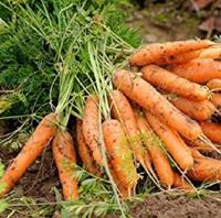 Wortel zaden - Berlikumer 2 - thumbnail