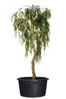 JP planten container H 36 x Ø 53.5 cm - 50 liter - thumbnail