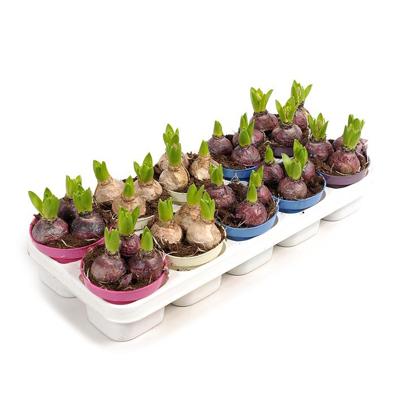 Hyacinten mix package 10 stuks (3 bollen per potje) - P 12 cm