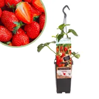 Fragaria Eve's Delight - Aardbeienplant - P15 - thumbnail