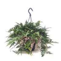 Humata Tyermannii (Hazenpootvaren) P 20 cm - thumbnail