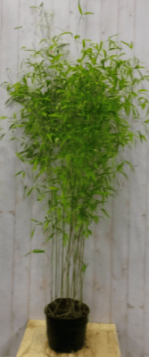 Bamboe Phyllostachys 200 cm Warentuin Natuurlijk - Warentuin natuurlijk