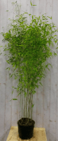 Bamboe Phyllostachys 200 cm Warentuin Natuurlijk - Warentuin natuurlijk - thumbnail