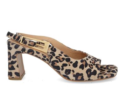 Babouche G-Biba-2 leopardo Multi maat 37