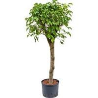Ficus benjamina stam L hydrocultuur plant - thumbnail