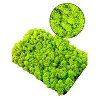 IJslandsmos lentegroen 0,5 m2 - thumbnail